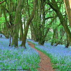 “Bluebell Woods” by Ken Breeze 