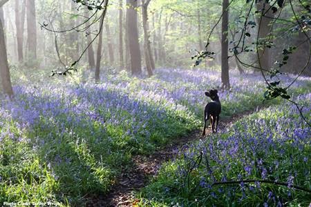  “Dawn in Laughton Woods”.