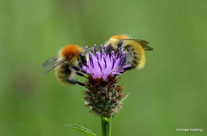 The Large Carder Bee (Bombus muscorum) or Moss Carder Bee as it is also known has suffered a 23% population decline since 2012.