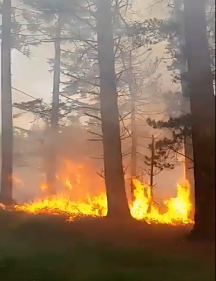 Forest fires