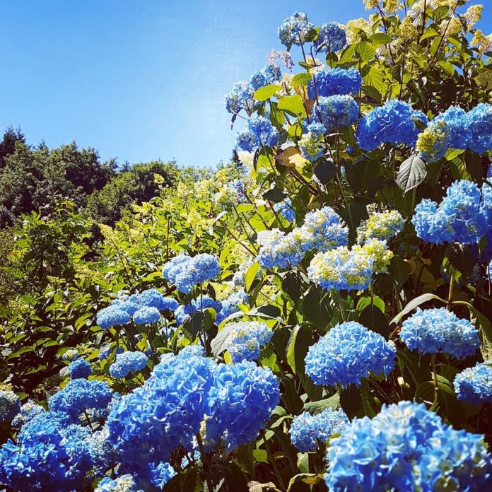 Oh hi hydangea! The name hydrangea comes from the Greek word 'hydor' meaning water & 'angos' meaning vessel. This shrub can be sensitive to water issues, mostly from lack of it! #blue #mophead #shrubs #hydrangea #heatwave