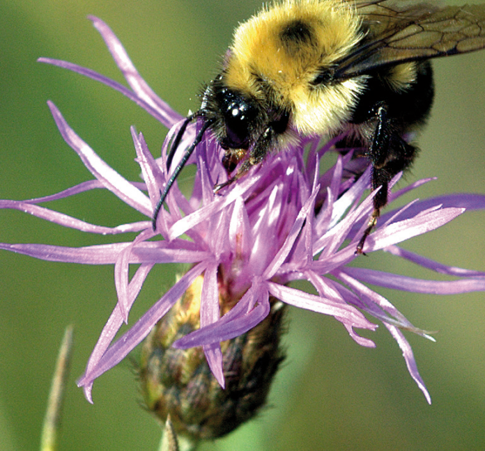 biodiversity