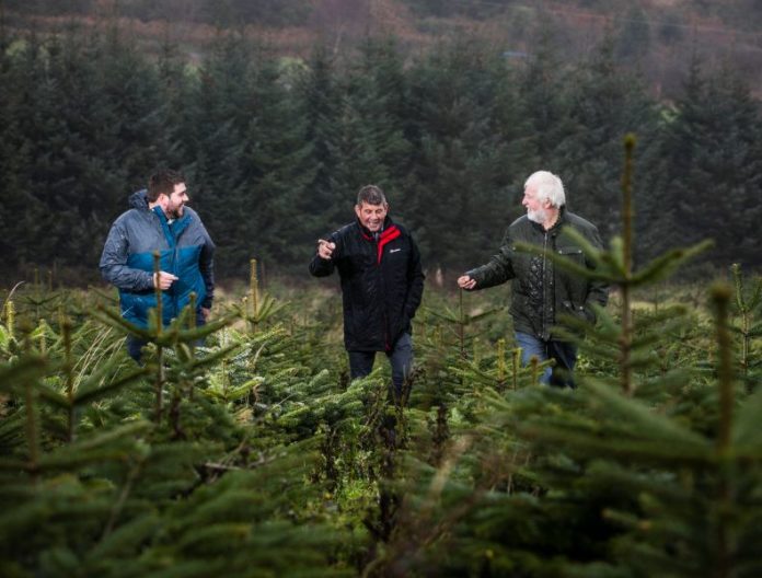 Minister of State at the Department of Agriculture, Food and Marine, Andrew Doyle T.D. urged people to buy a real Irish Christmas tree this year as he visited Wicklow Way Christmas Tree Farm run by the Kinlan family.