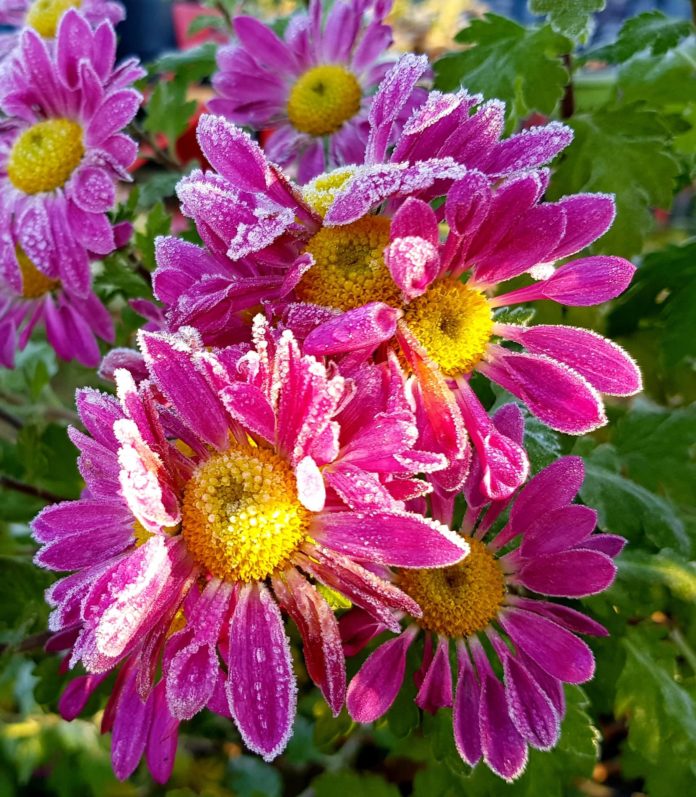 An image of pink flowers