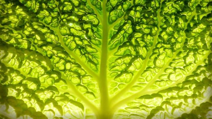A lettuce image