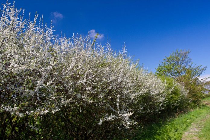 A flowering blackthorn hedge, one of the natural events the National Biodiversity Data Centre are hoping farmers will report each year. Source: Allan Drewitt