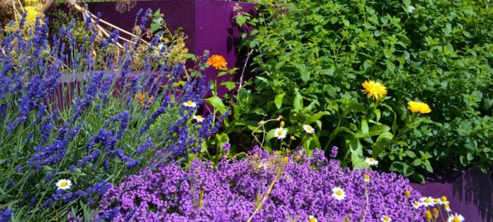 An image of different flowers