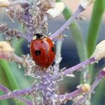 Ladybird and mealy cabbage aphids ©greensideup.ie Ladybirds are beneficial insects that are good predators of mealy cabbage aphids ©greensideup.ie