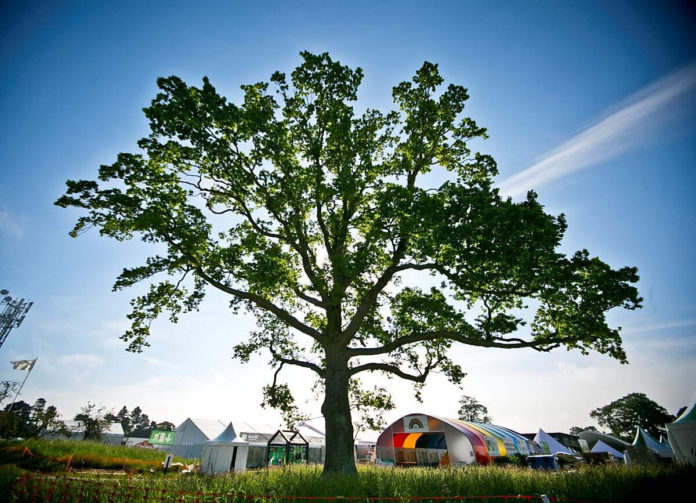 An image of a tree in Bloom festival.