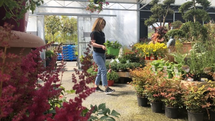 Doyles Nursery & Garden Centre in Cabinteely, Dublin is preparing to reopen later this month