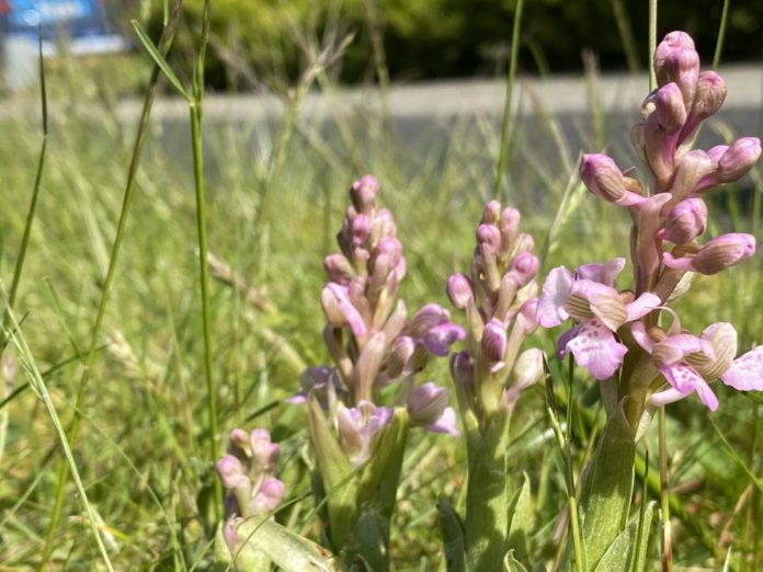 Green-winged Orchid (Anacamptis morio), a rare wildflower species has recently appeared on a grassy verge in a Portlaoise housing estate, which is usually mown regularly.