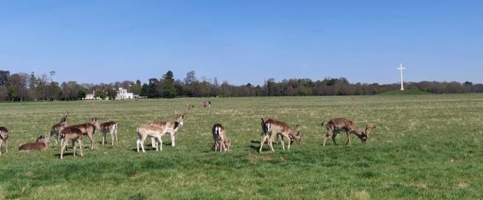 An image of animals in a Phoenix park