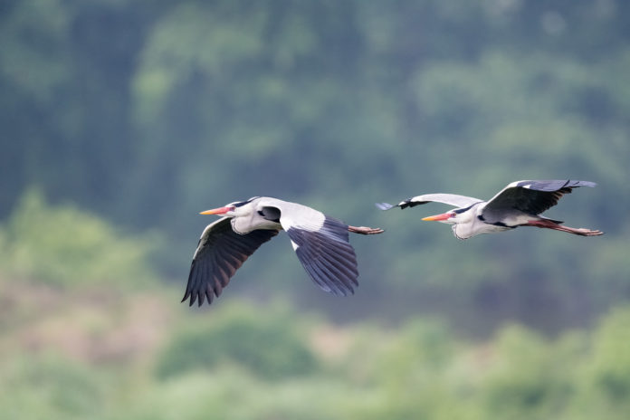 Grey Heron in flight, Ardea Cinerea