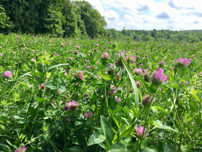 Wild flowers