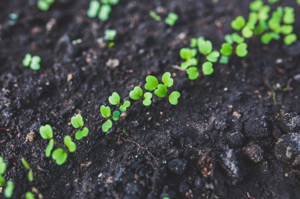 Black soil