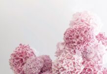 Joseph Massie and the Institute of Flowers Announce Multi-Year Educational Partnership to Support Florists Across Ireland